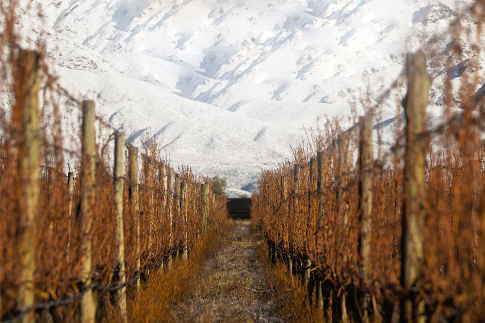 Terrazas de los Andes, una aventura que derivó en grandes vinos
