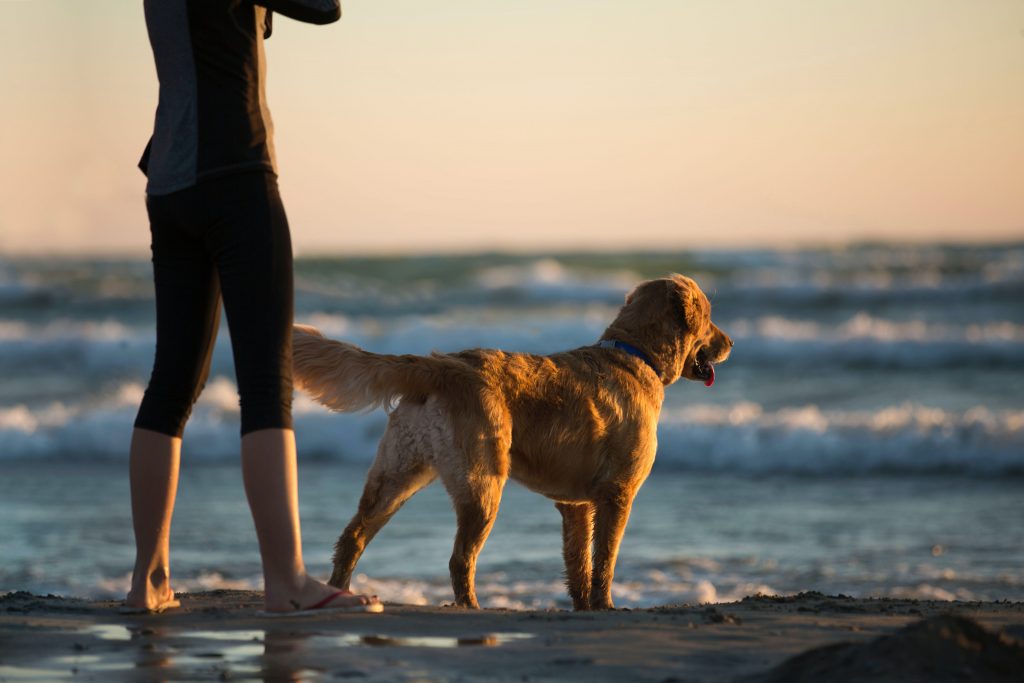 Viaja a la playa con toda la familia, en los mejores hoteles Pet Friendly