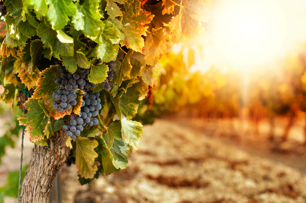Secretos de las regiones del vino en Italia